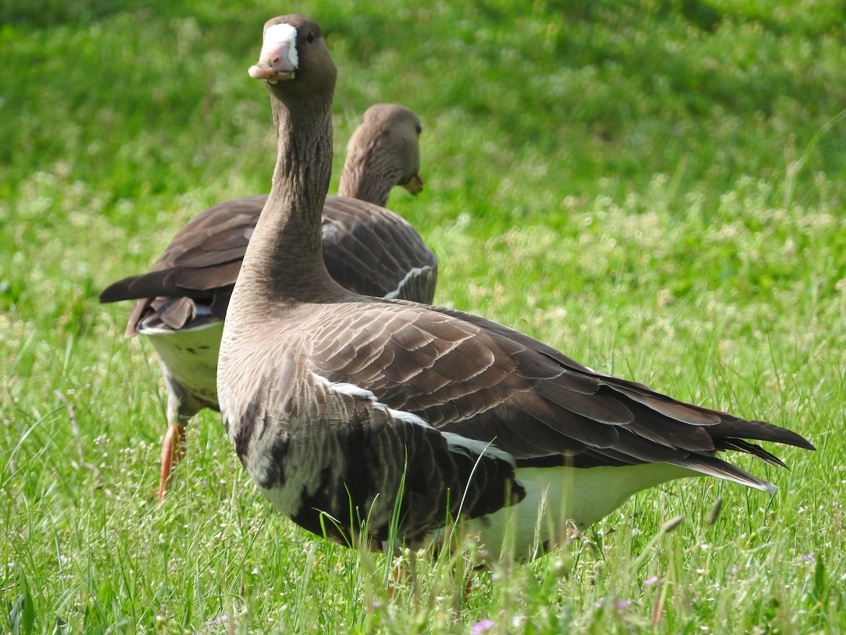 Greater White-fronted Goose - ML94224851