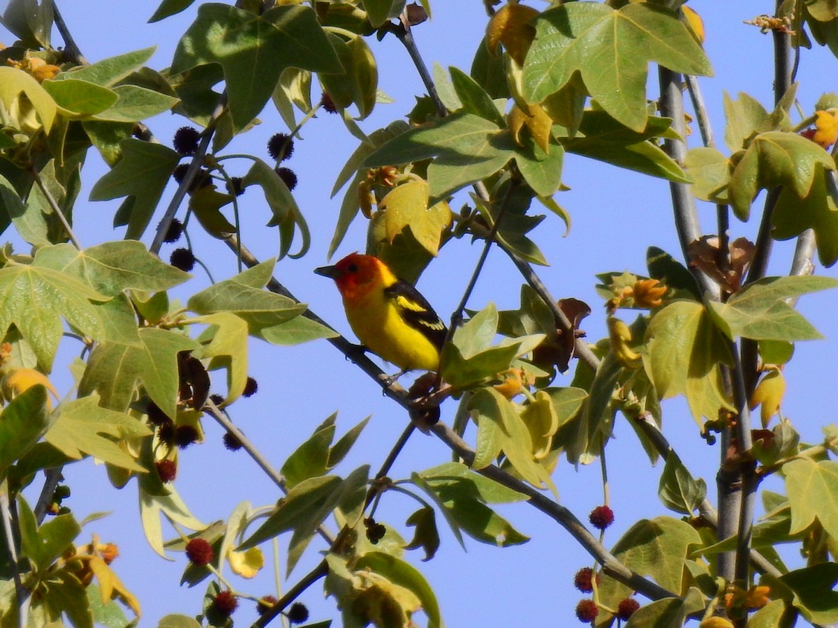 Western Tanager - Joshua Stacy