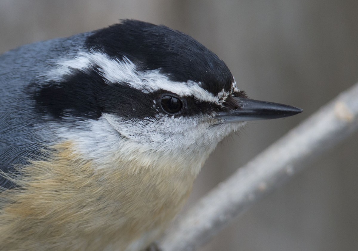 Red-breasted Nuthatch - Tom Devecseri