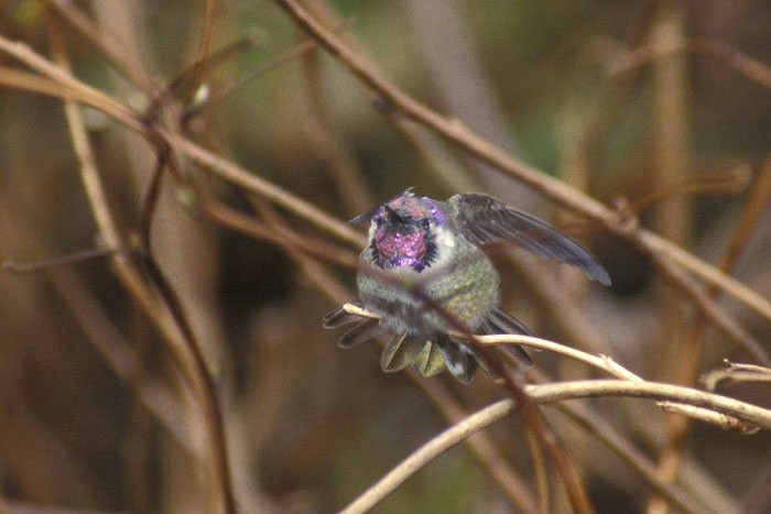 Costa's Hummingbird - Aaron Lang