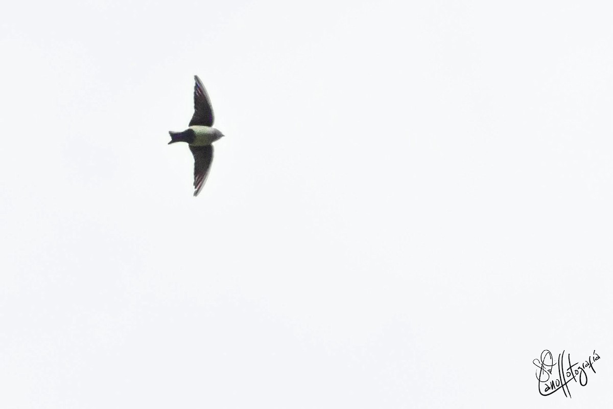 Blue-and-white Swallow (cyanoleuca) - ML94226631