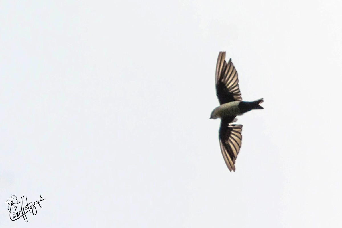 Blue-and-white Swallow (cyanoleuca) - Fabian Cano IG @birdink.travel