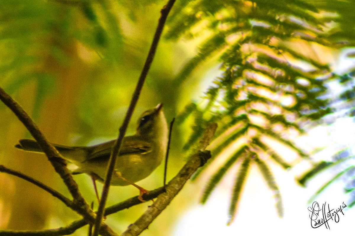 Golden-crowned Warbler (White-bellied) - ML94226691