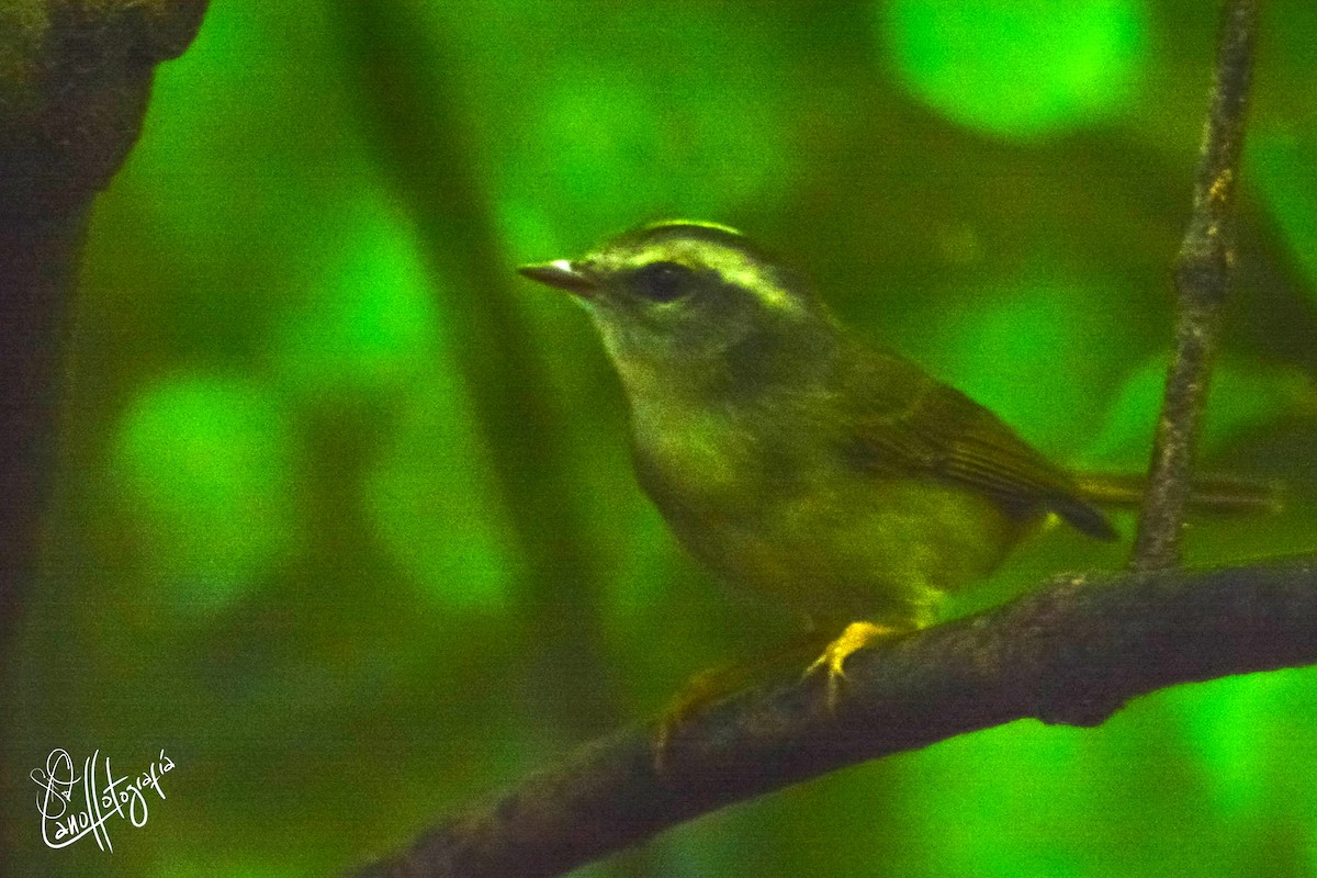 Golden-crowned Warbler (White-bellied) - ML94226701