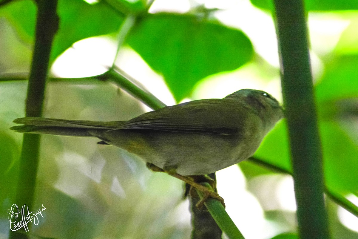 Golden-crowned Warbler (White-bellied) - ML94226711