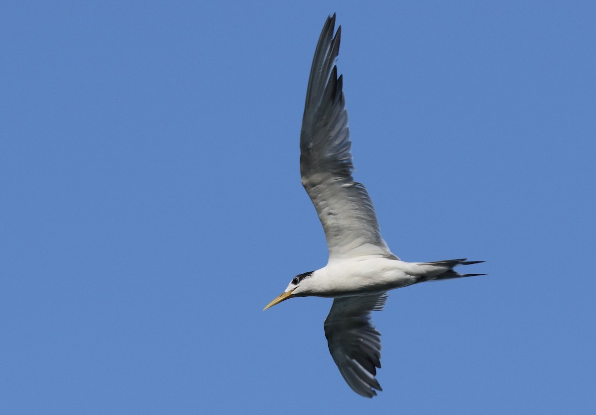 Great Crested Tern - ML94229751
