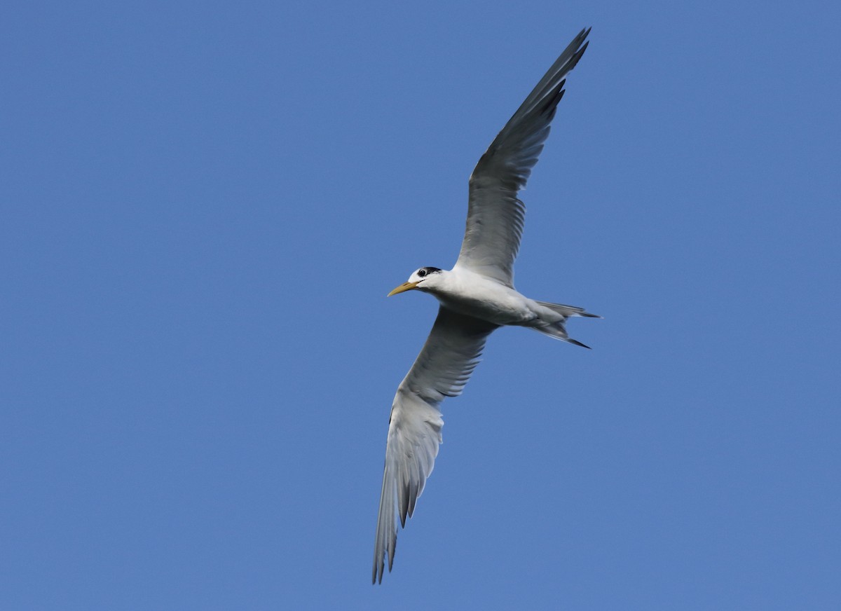 Great Crested Tern - ML94229771