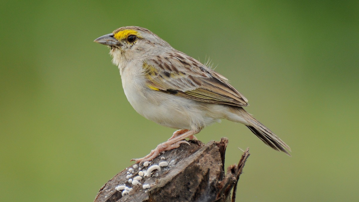 Yellow-browed Sparrow - Diana Flora Padron Novoa