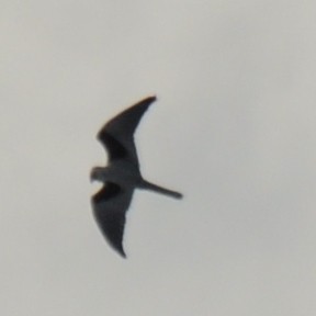 White-tailed Kite - Diana Flora Padron Novoa