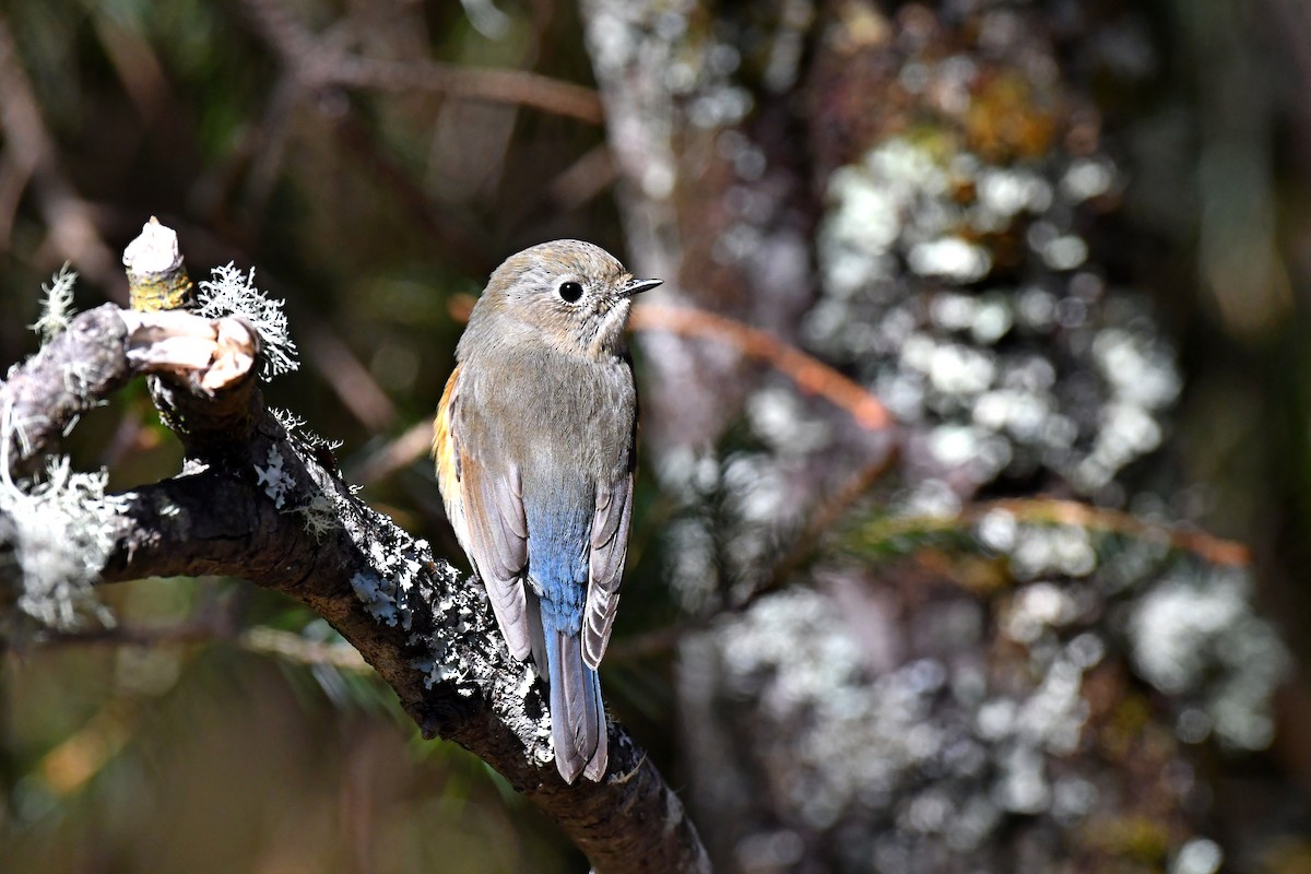 Red-flanked Bluetail - ML94234021