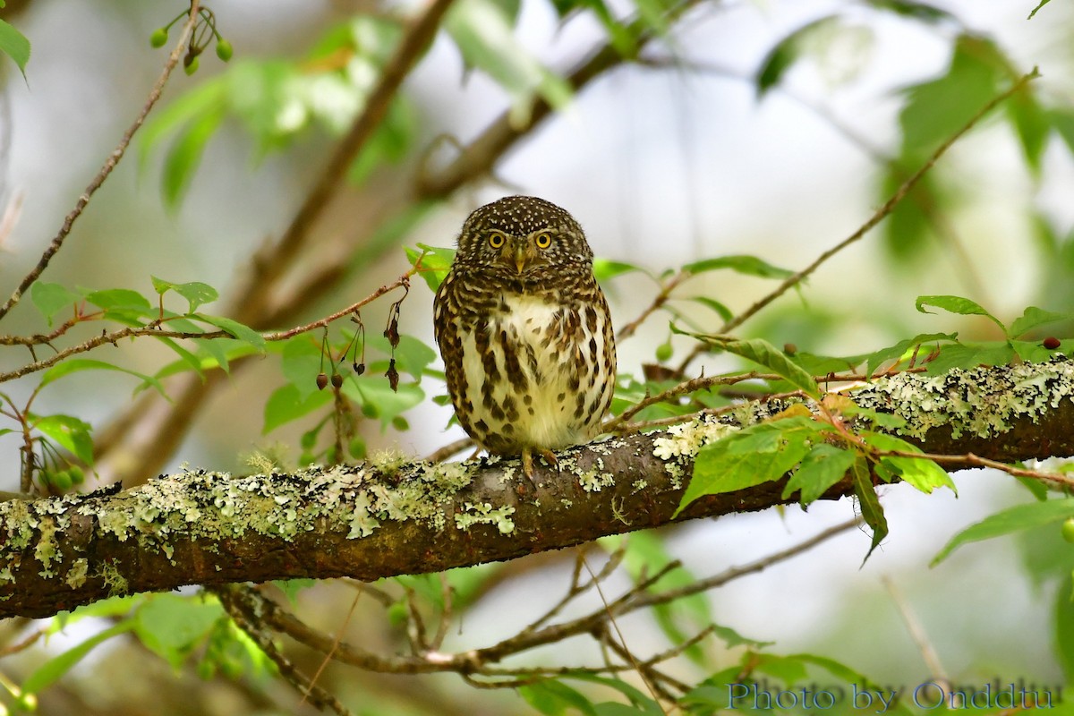 Collared Owlet - ML94235011