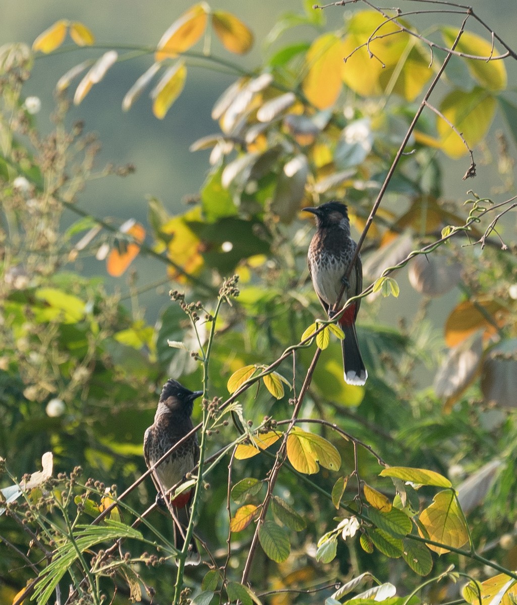 Red-vented Bulbul - ML94235731