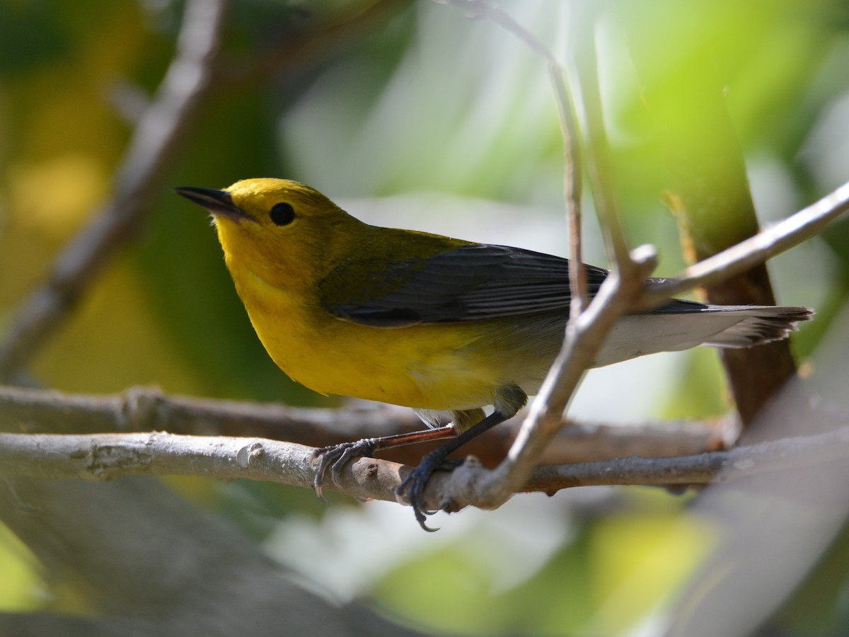 Prothonotary Warbler - ML94236651