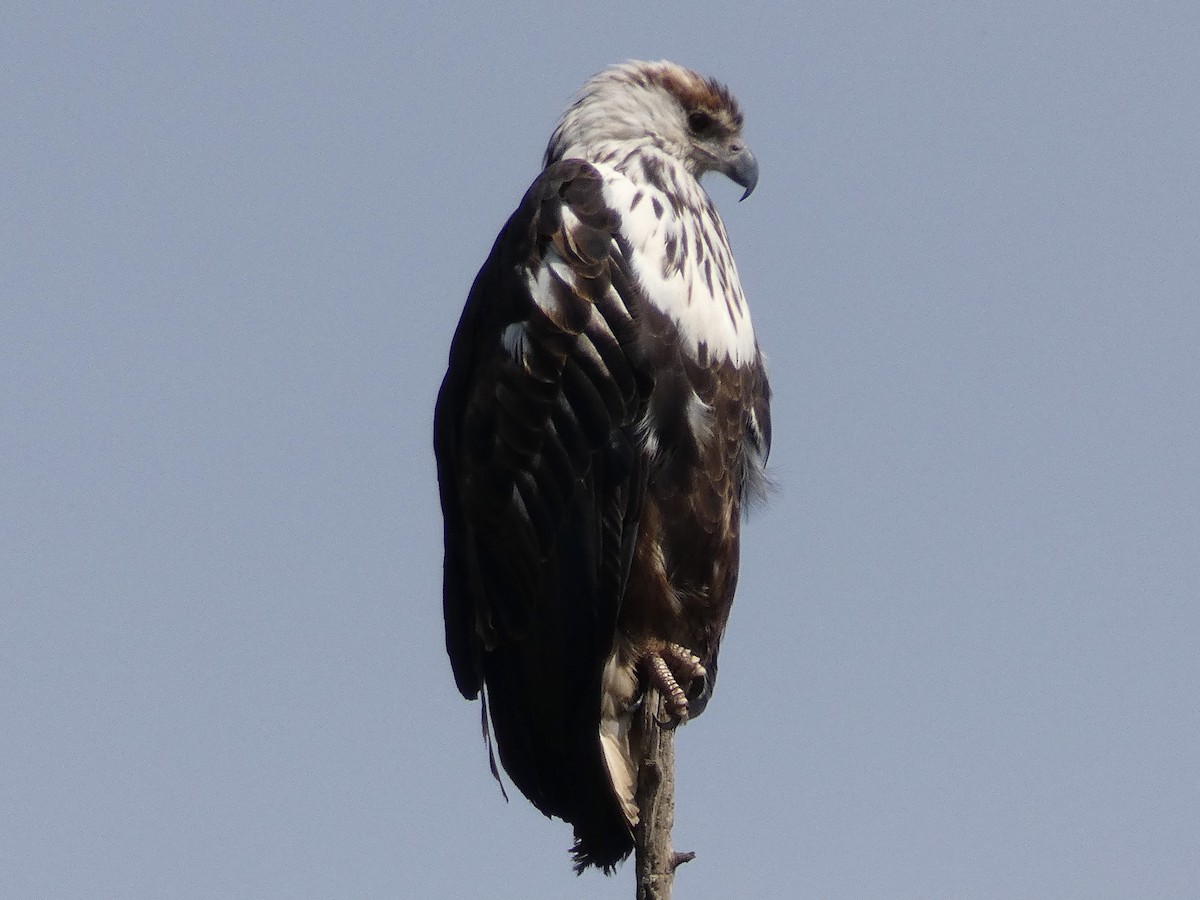 African Fish-Eagle - ML94237181