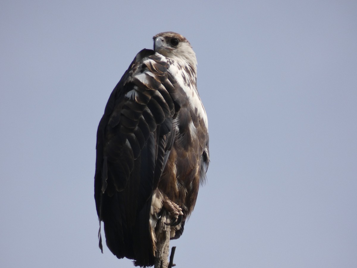 African Fish-Eagle - ML94237381