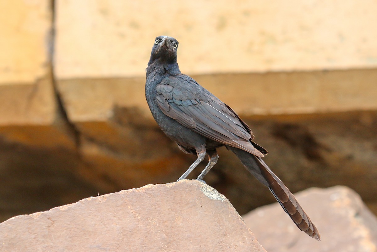 Great-tailed Grackle - ML94239101