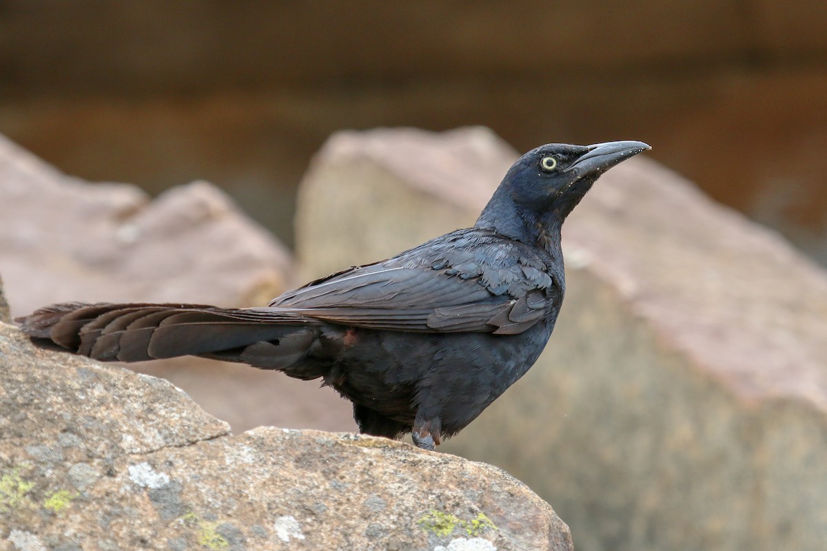 Great-tailed Grackle - ML94239161