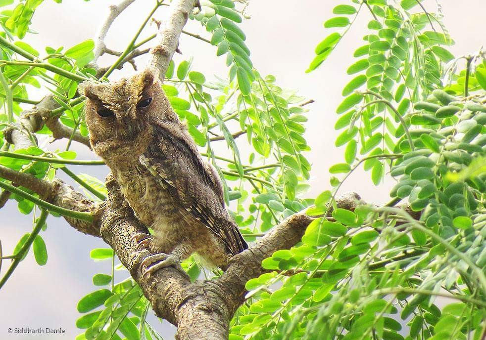 Indian Scops-Owl - MH Rarities and Uncommoners (proxy account)