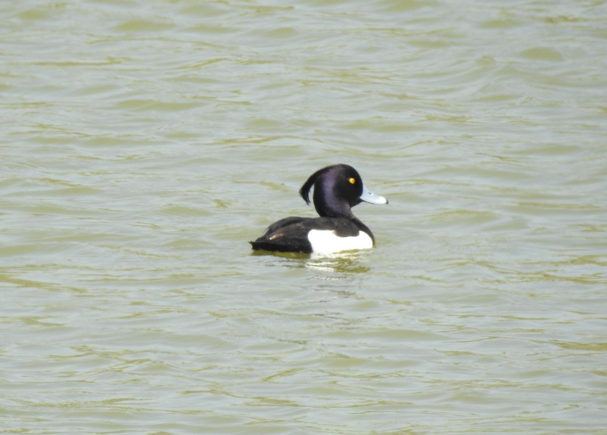 Tufted Duck - ML94241261