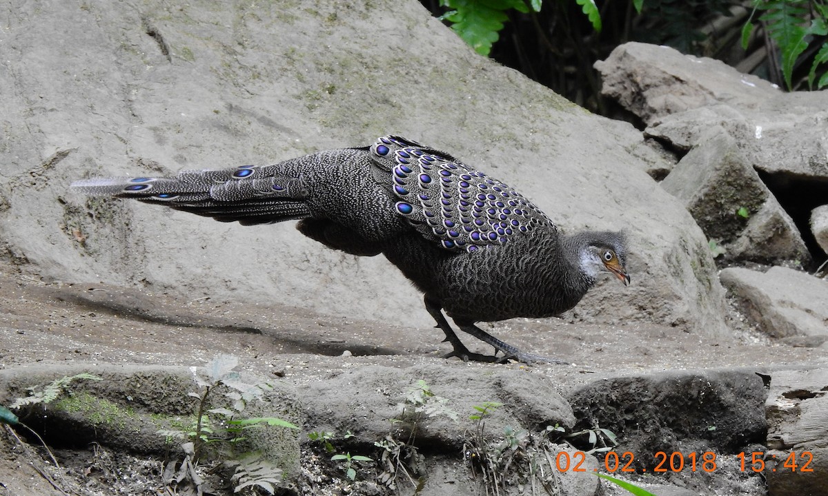 Gray Peacock-Pheasant - ML94242551