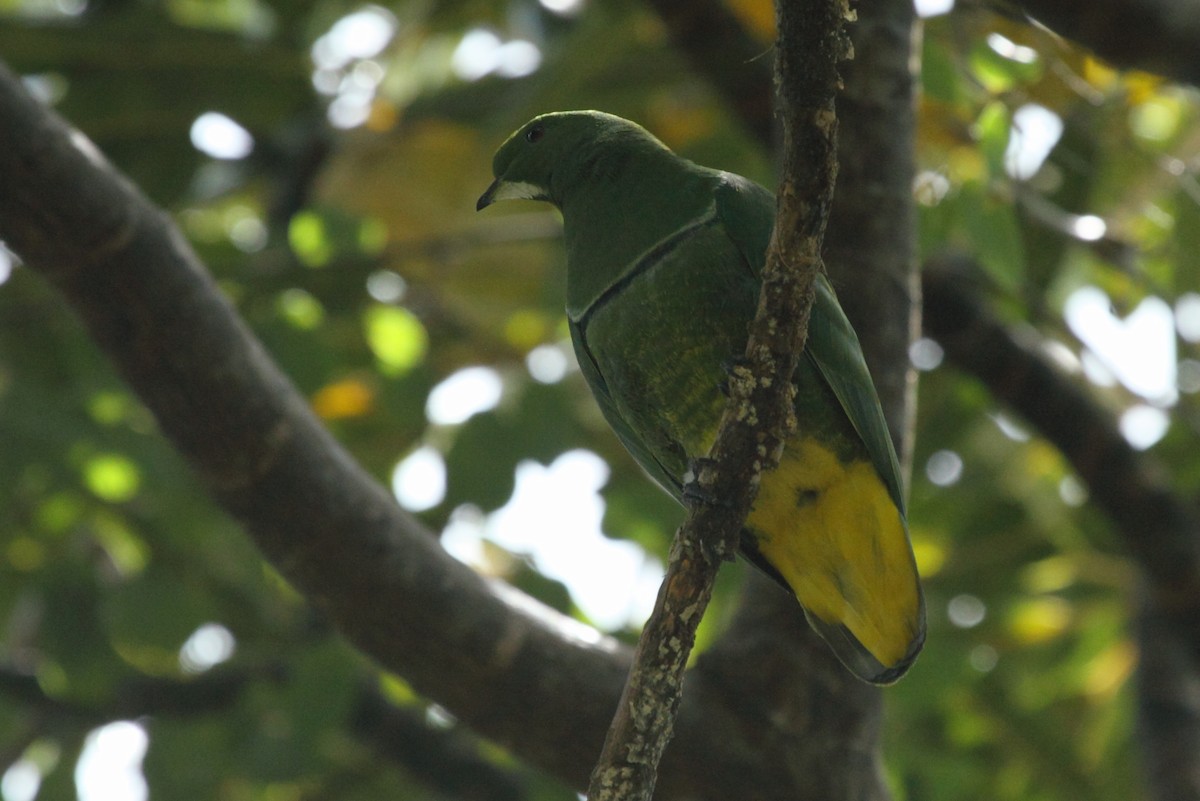 Cloven-feathered Dove - ML94242701