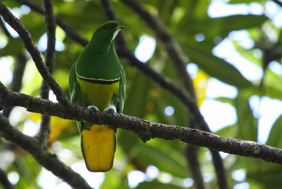 Cloven-feathered Dove - ML94242711