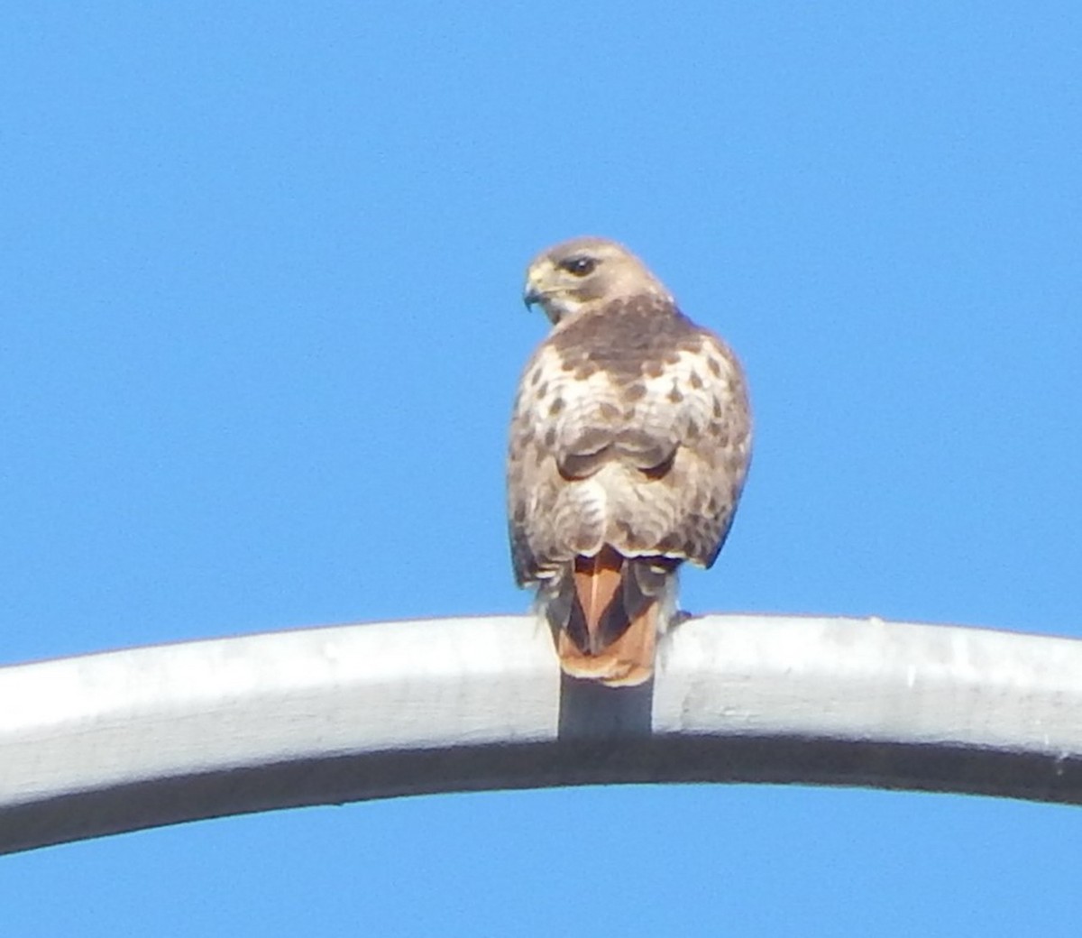 Red-tailed Hawk - ML94243811