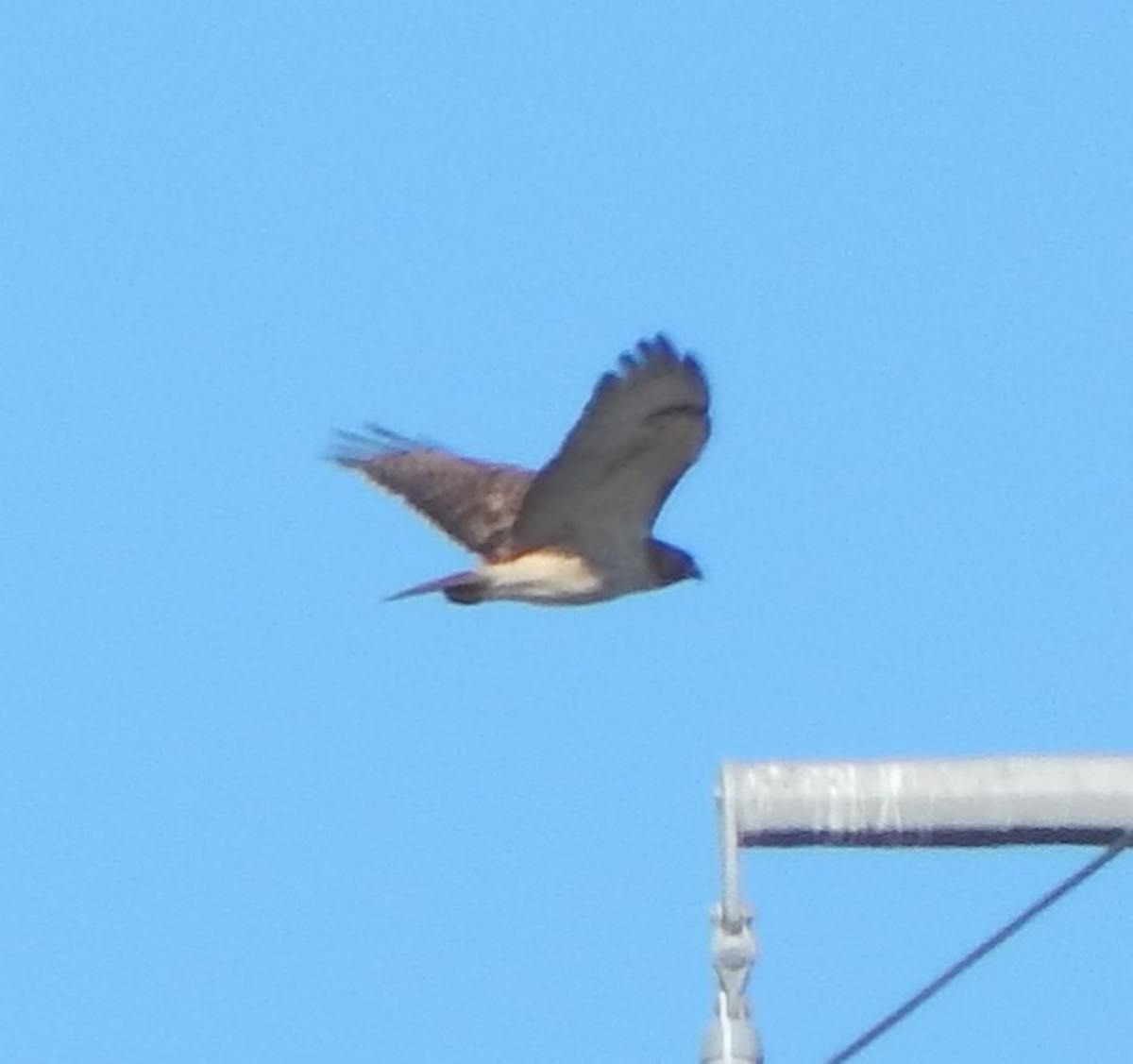 Red-tailed Hawk - ML94243841