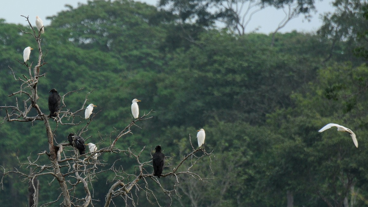 Black Vulture - Diana Flora Padron Novoa