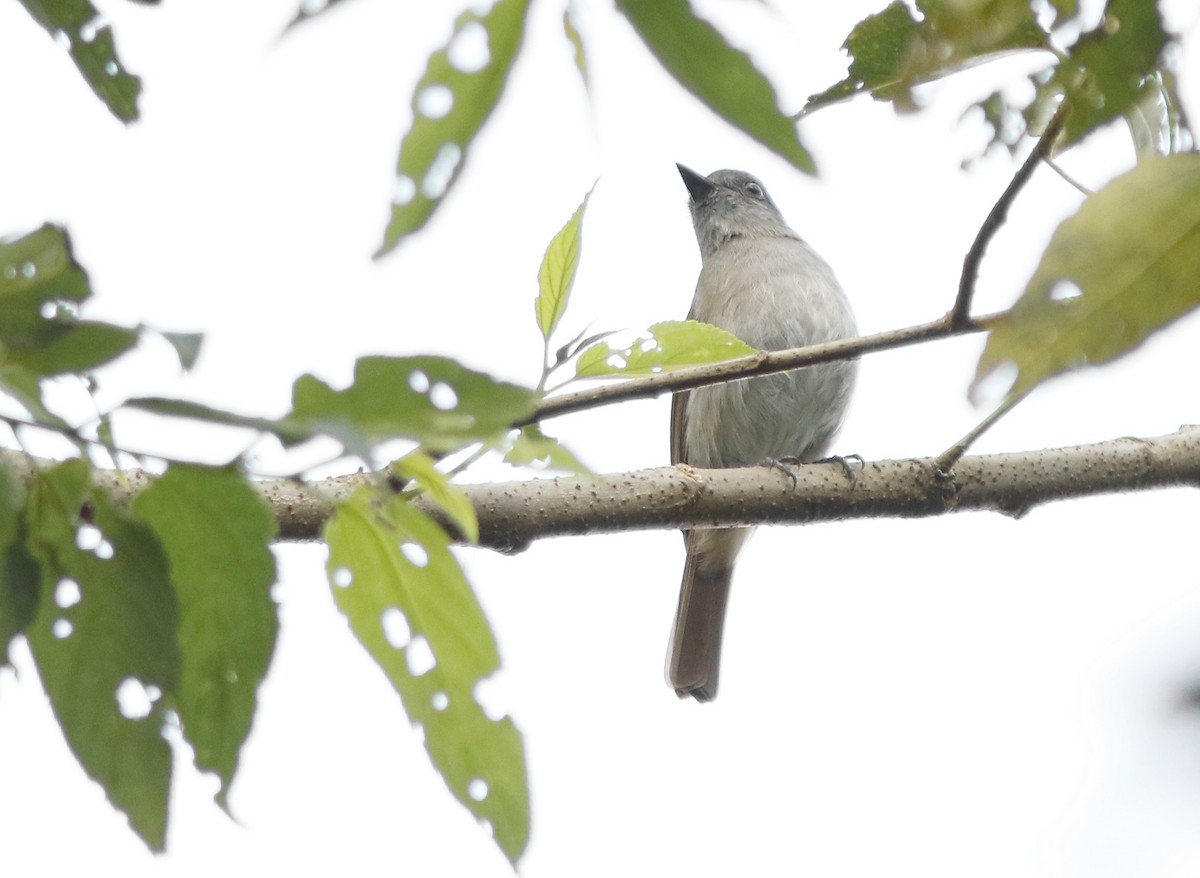 Flores Jungle Flycatcher - ML94246801