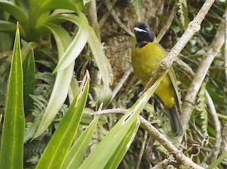  - Bare-throated Whistler