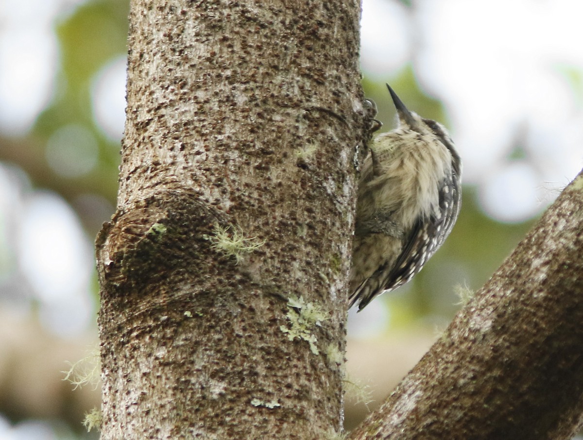 Sunda Pygmy Woodpecker - ML94246971