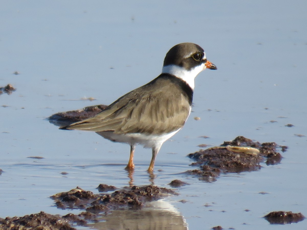 Semipalmated Plover - Ron Batie