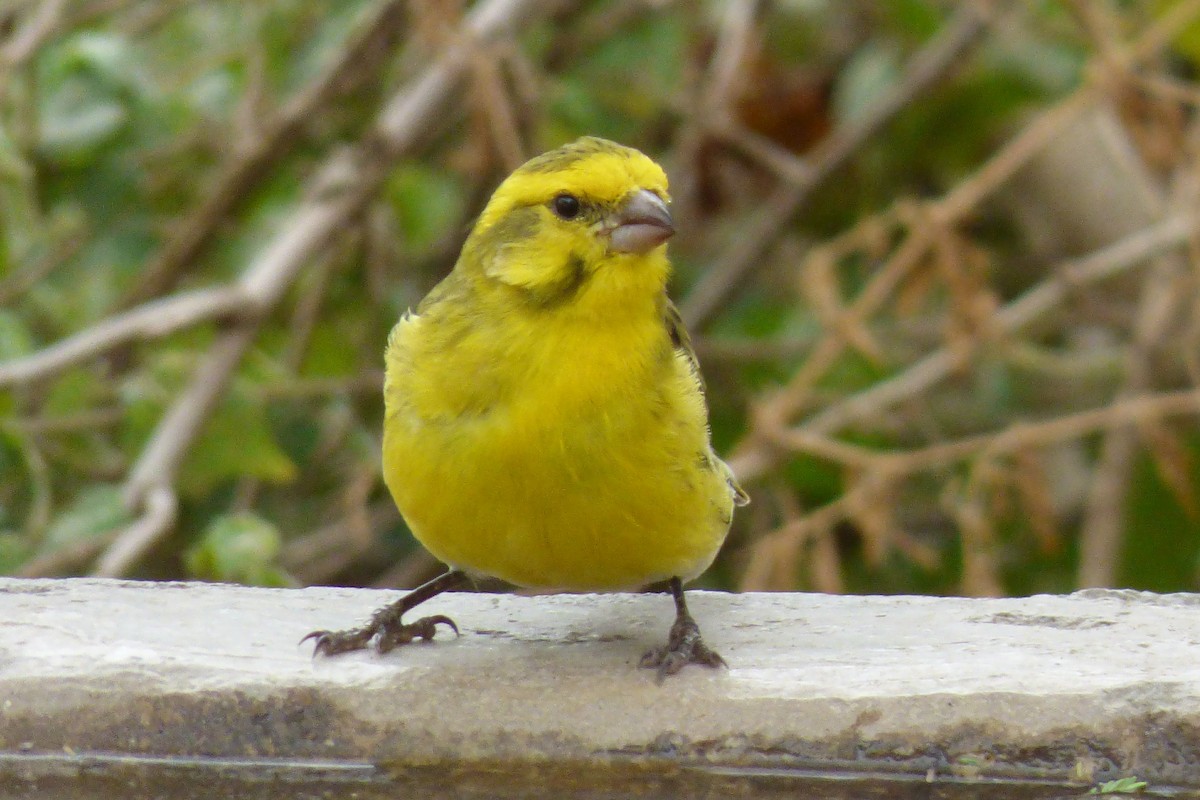 Yellow-fronted Canary - Laurie Koepke