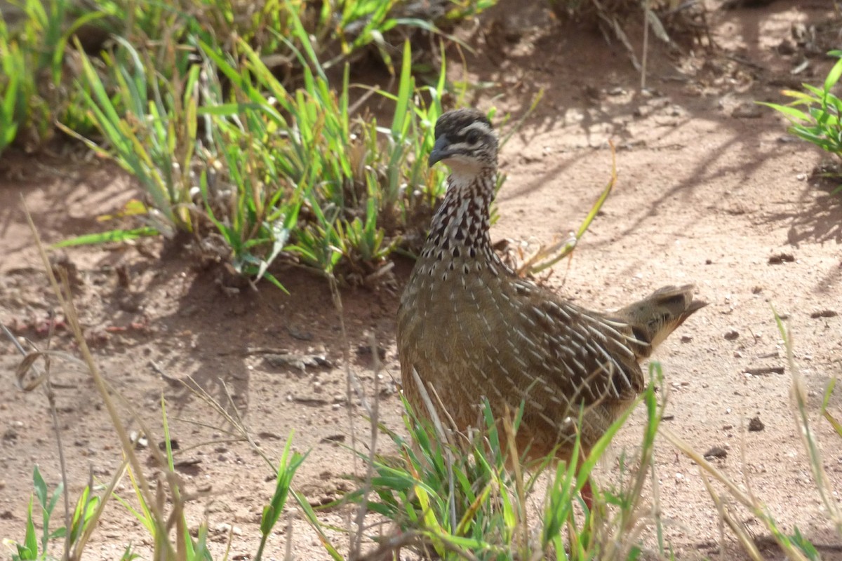 Crested Francolin - Laurie Koepke