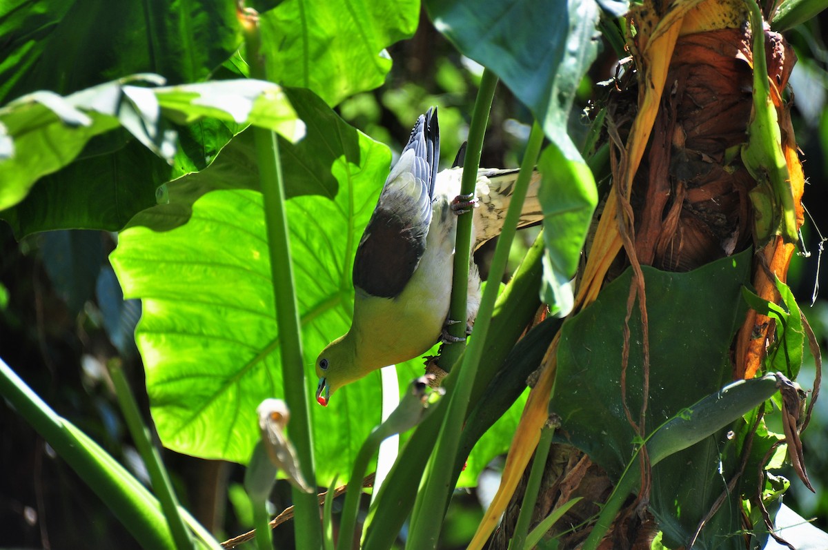 White-bellied Green-Pigeon - ML94253641