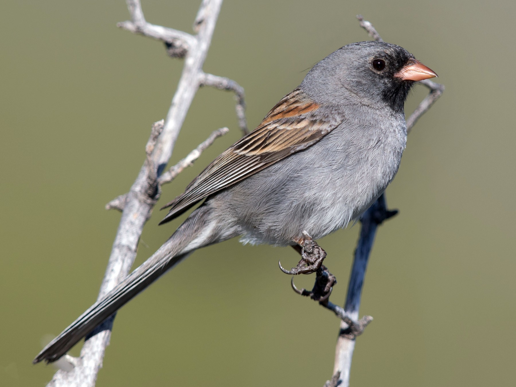 Black-chinned Sparrow - Jim Hully