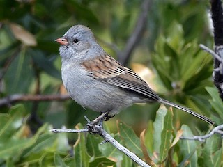 Black-chinned Sparrow - eBird
