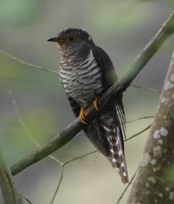 Lesser Cuckoo - Dipu Karuthedathu
