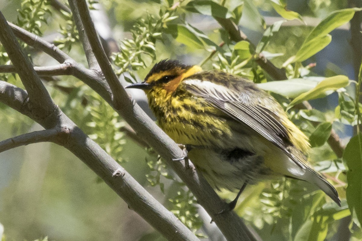 Cape May Warbler - ML94258631