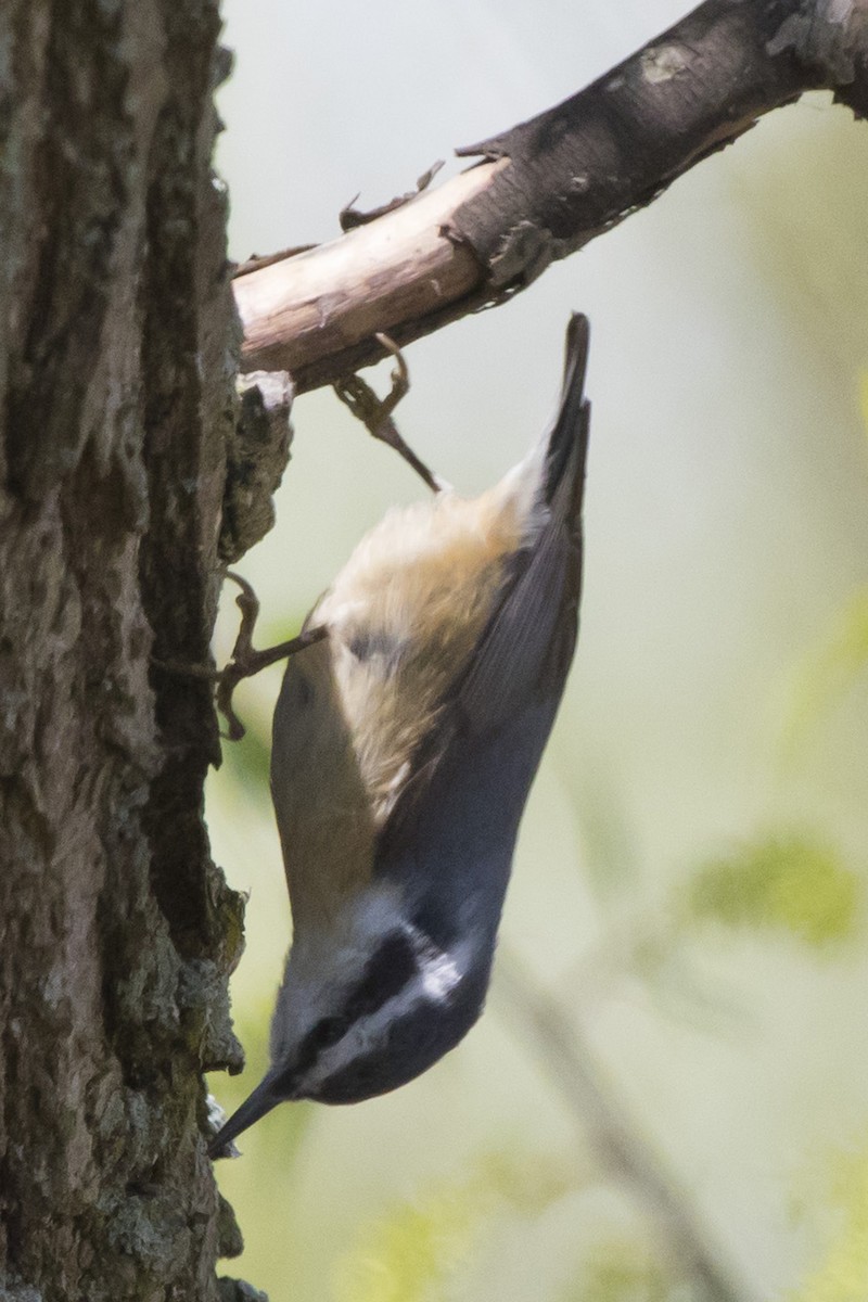 Red-breasted Nuthatch - ML94259461