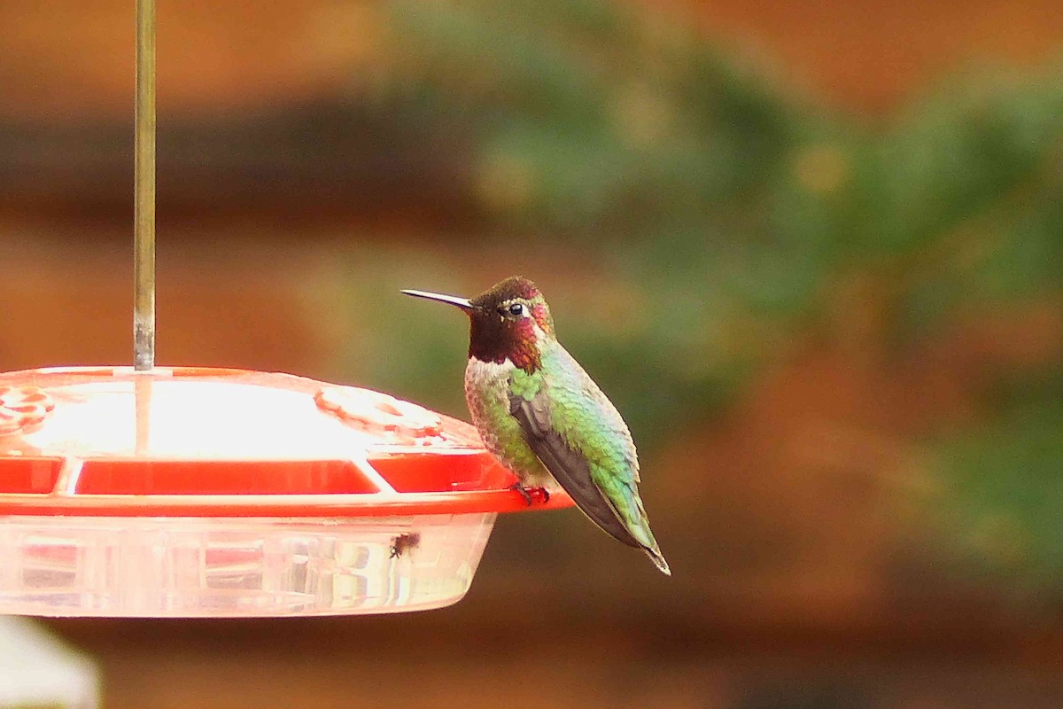 Anna's Hummingbird - willem van vliet-