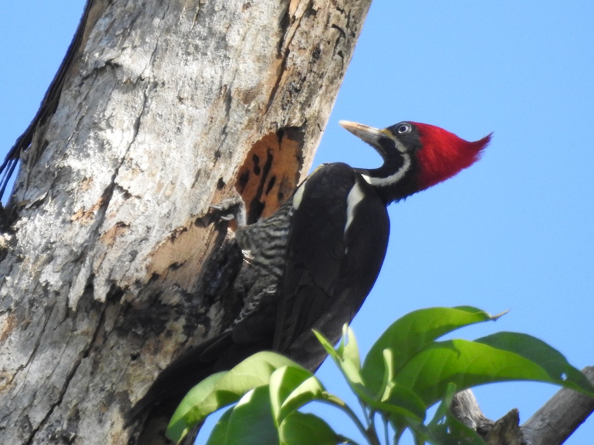 Lineated Woodpecker - Heidi Pasch de Viteri