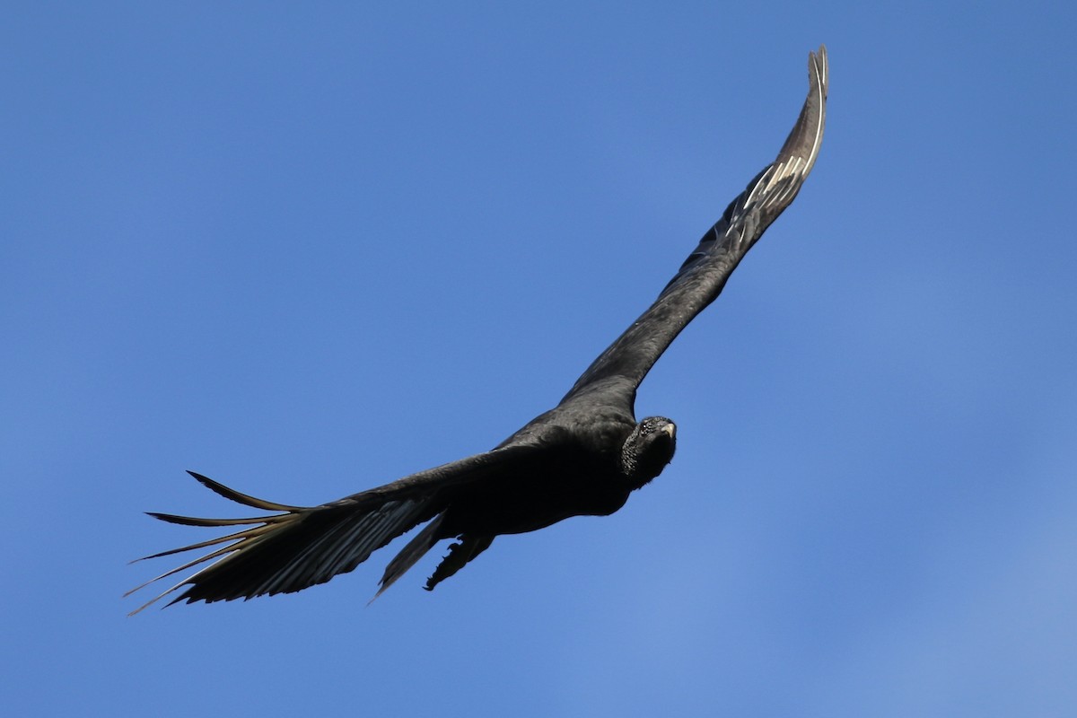 Black Vulture - Russ Morgan