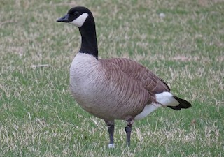 Cackling Goose (Taverner's), ML94268761