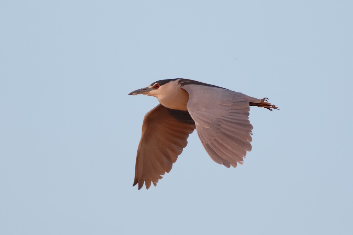 Black-crowned Night Heron - Steve Kolbe
