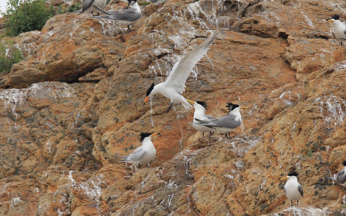 Chinese Crested Tern - ML94270261