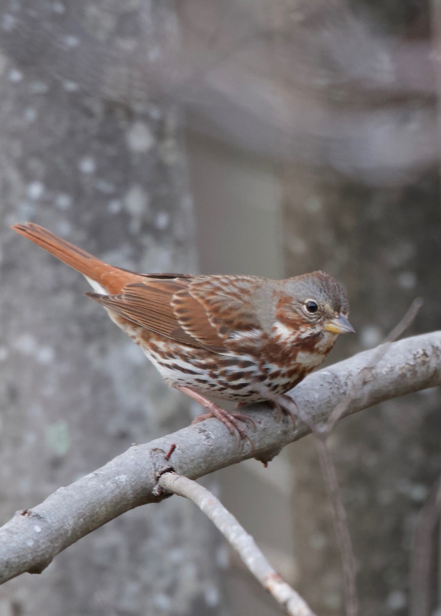 Fox Sparrow (Red) - Jim Triplett