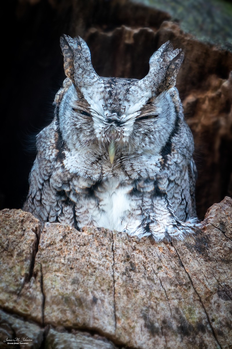 Eastern Screech-Owl - James Johnston