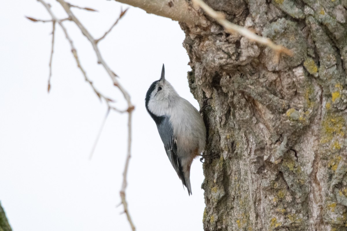 White-breasted Nuthatch - ML94274581